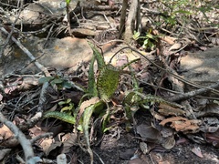 Aloe dyeri, photograph (c) katuchka, some rights reserved (CC BY)