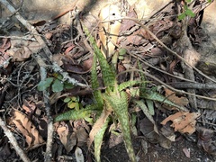 Aloe dyeri, photograph (c) katuchka, some rights reserved (CC BY)