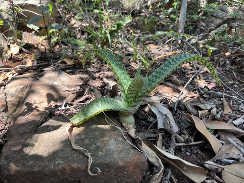 Aloe dyeri, photograph 5
