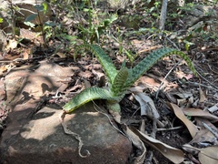 Aloe dyeri, photograph (c) katuchka, some rights reserved (CC BY)