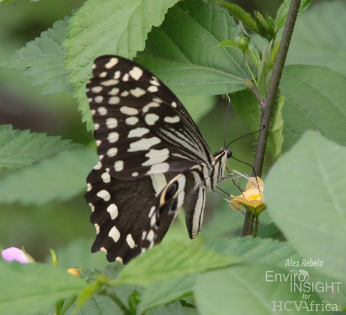 Citrus Swallowtail