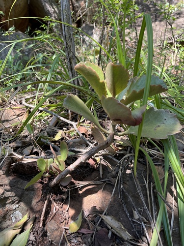 Bushveld Kalanchoe (Kalanchoe sexangularis)