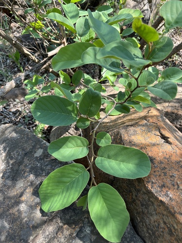 Wild Custard-Apple (Annona senegalensis)