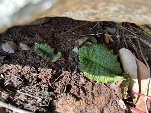 Streptocarpus denticulatus, photograph 1