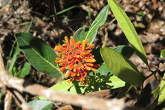 Palicourea officinalis