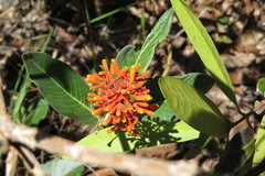 Palicourea officinalis