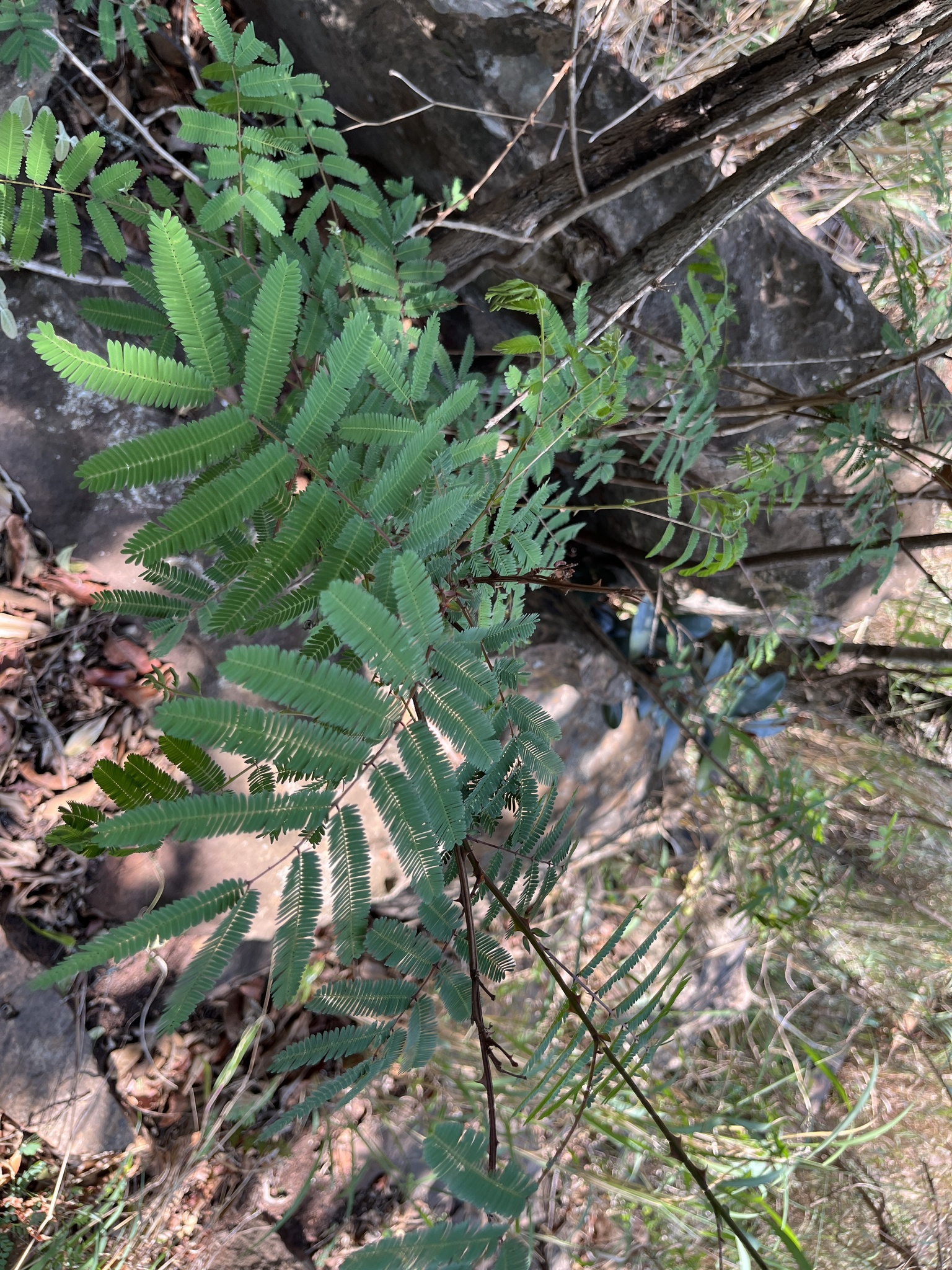 Flame Thorn (Senegalia ataxacantha)