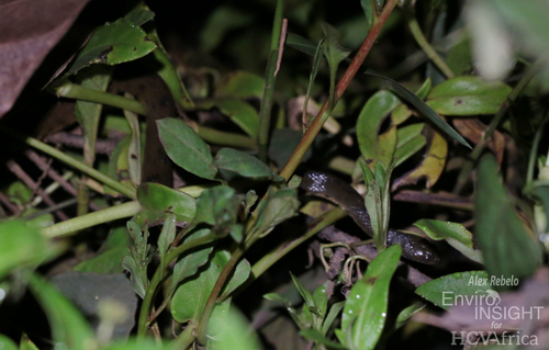African Brown Water Snake