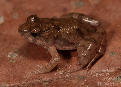 Boutry River Frog photo 5