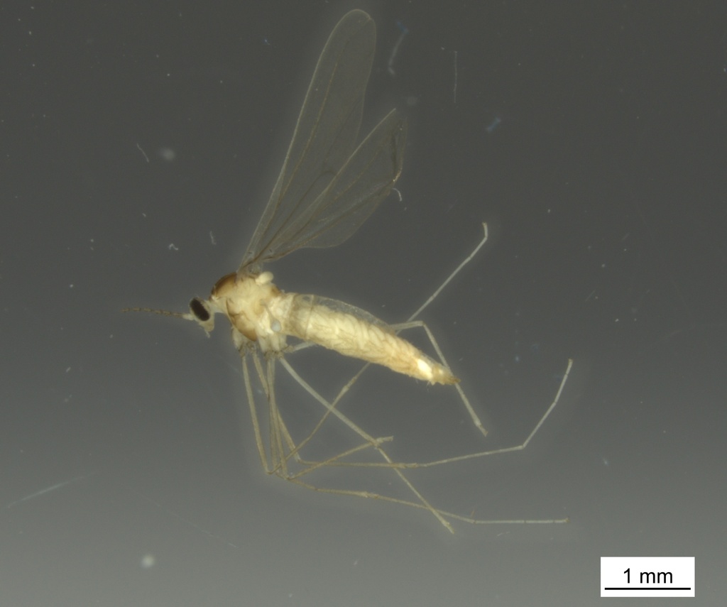 Parepidosis planistylata