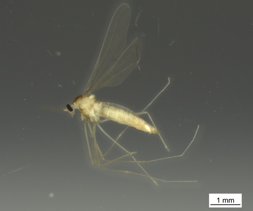 Parepidosis planistylata