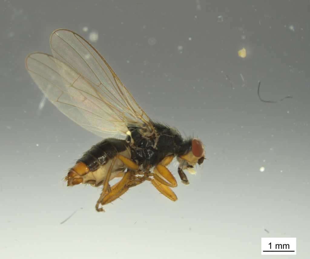 Microprosopa haemorrhoidalis