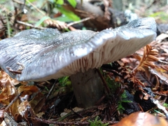Entoloma medianox
