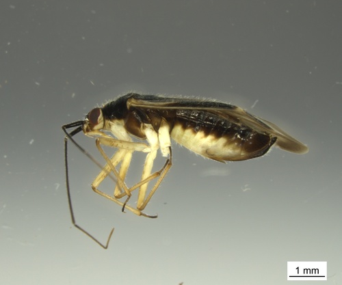 Orthotylus necopinus