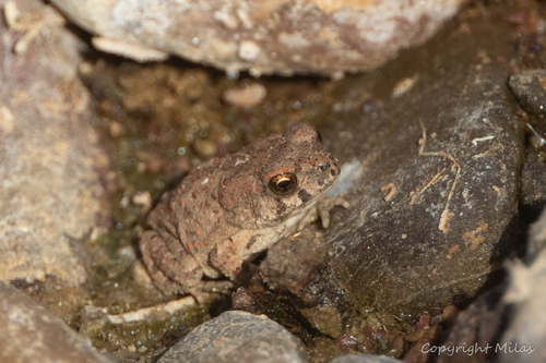 Mauritanian Toad