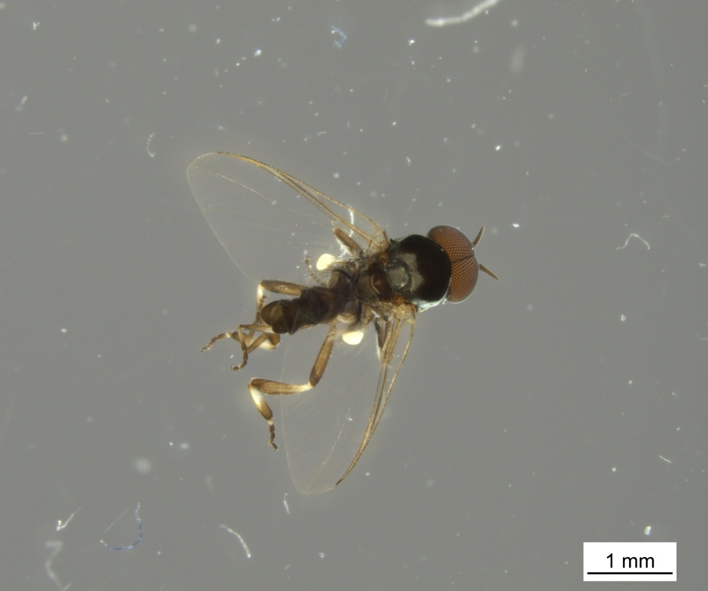 northern black fly
