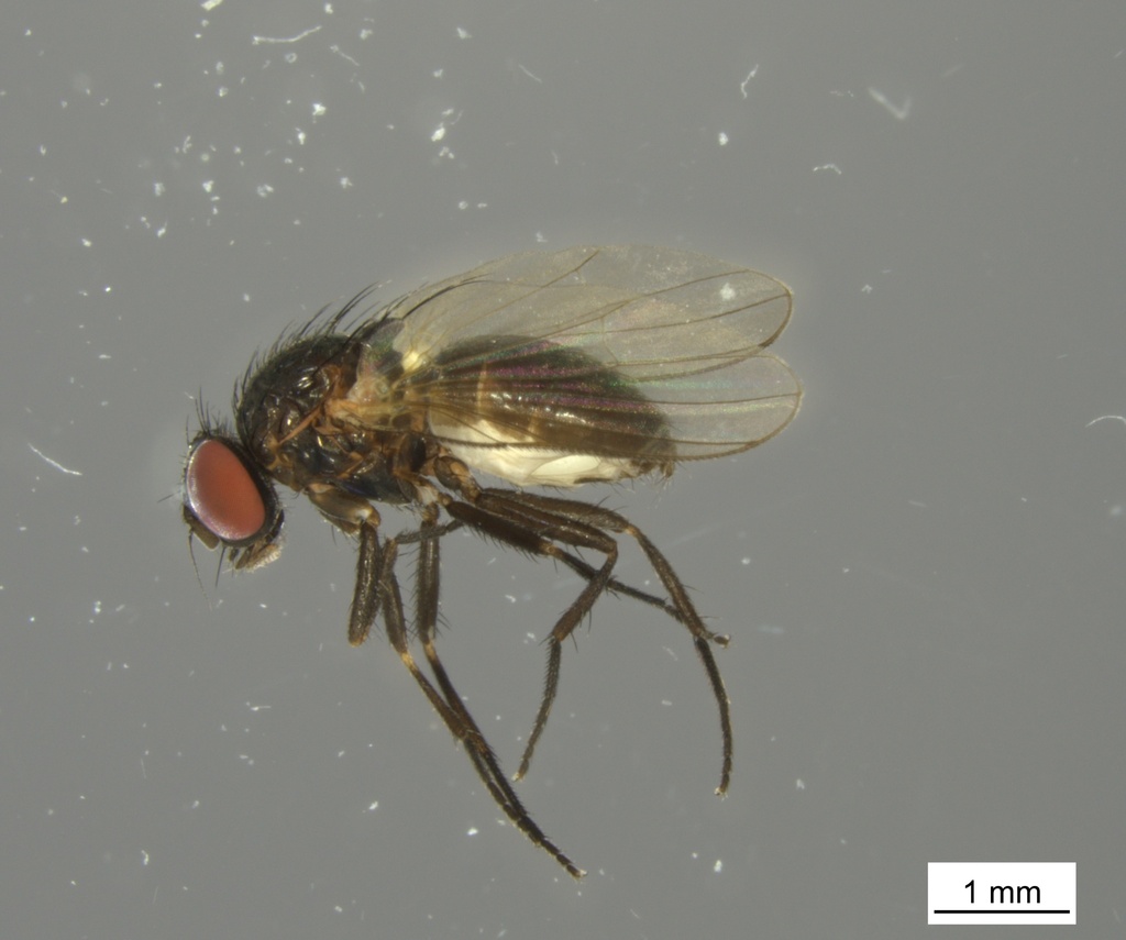 Fannia brooksi