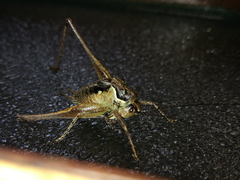 Pachytrachis gracilis