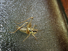 Pachytrachis gracilis