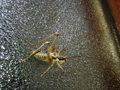 Pachytrachis gracilis