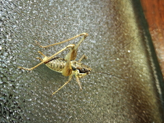 Pachytrachis gracilis