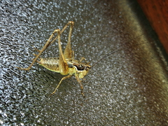 Pachytrachis gracilis