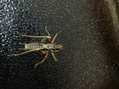 Pachytrachis gracilis