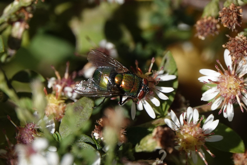 Unknown species found near Fauquier County, VA, USA