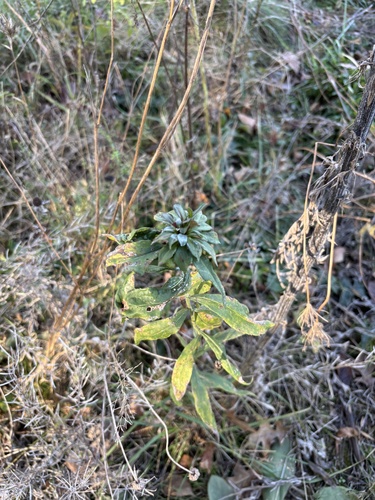 Unknown species found near Sharon Woods, Westerville, OH, US
