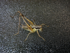 Pachytrachis gracilis