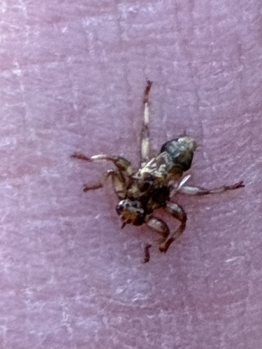 Unknown species found near Plainfield, VT, US
