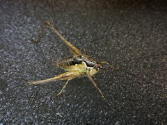 Pachytrachis gracilis