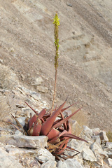 Aloe gariepensis image