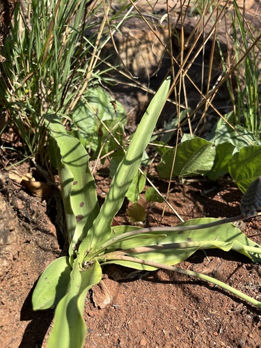 Ledebouria asperifolia