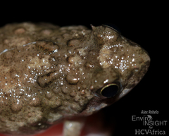 Boutry River Frog photo 3