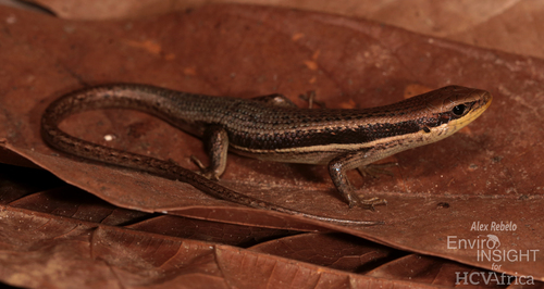 Senegal Mabuya