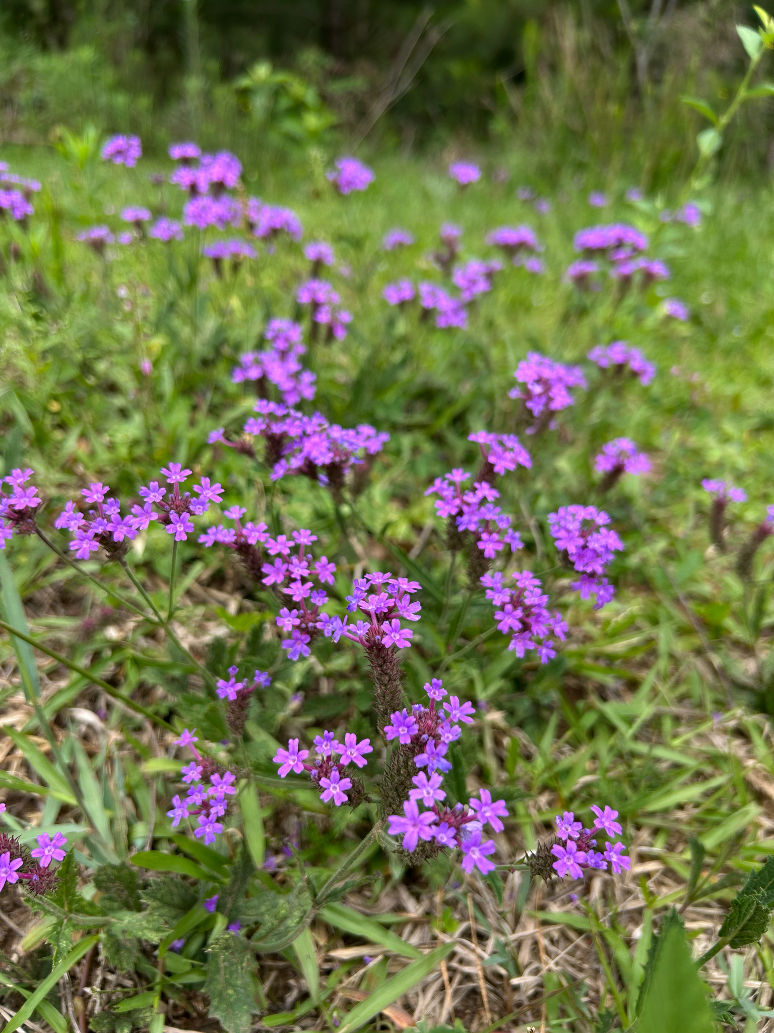 Verbena rigida