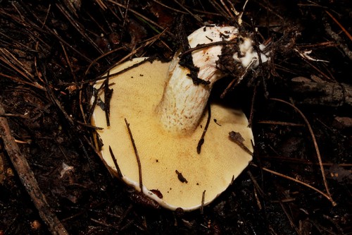 Champagne Bolete