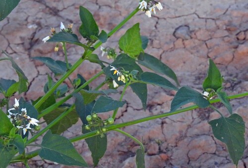 Solanum pilcomayense, photograph 5