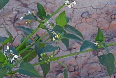 Solanum pilcomayense, photograph Hugo Hulsberg, CC0, iNaturalist via GBIF