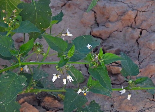 Solanum pilcomayense, photograph 6