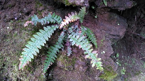 Narrowleaf Midsorus Fern (Blechnum polypodioides)