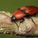 Rusty Red Click Beetle - Photo (c) Mark Gurney, some rights reserved (CC BY-NC-SA)