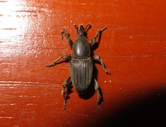Cosmopolites sordidus