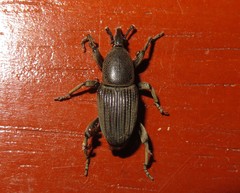 Cosmopolites sordidus