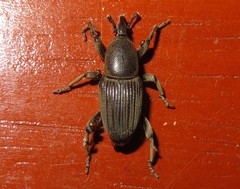 Cosmopolites sordidus
