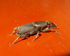 Cosmopolites sordidus