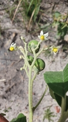 Solanum asperum