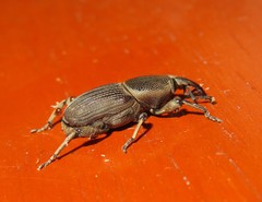 Cosmopolites sordidus