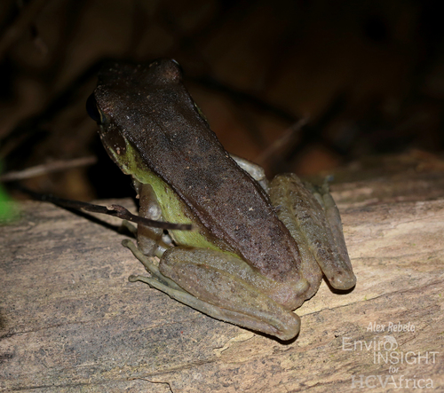 Lesser White-Lipped Frog